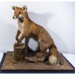 A vintage taxidermy fox