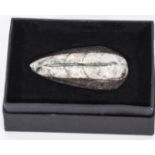 Orthocerus fossil brooch