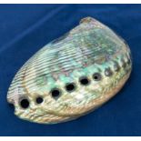 Polished abalone shell