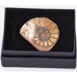 Split polished fossil ammonite brooch
