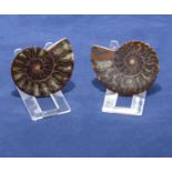 Split pair of matching ammonite halves