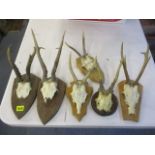 A set of six doe horns, some with teeth