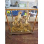 A pair of taxidermy stoats mounted on a branch in a grassland landscape, in wooden framed, glazed