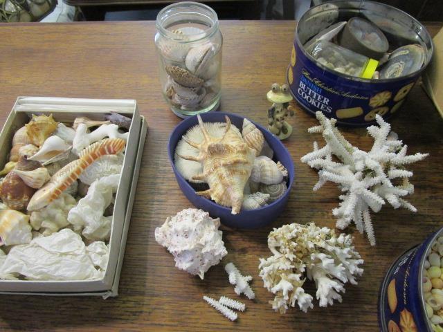 A collection of various sea shells and white coral - Image 3 of 3