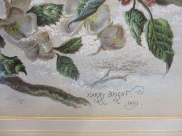 Harry Bright 1891 - a framed and glazed watercolour depicting bullfinches and bluetits, 8 1/2" x - Image 3 of 3