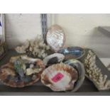 A small selection of shells, stones, fossils and corals