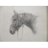 Attributed to Lucy Elizabeth Kemp Welch - a study of a horse's head wearing a halter in profile,