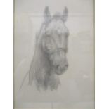 Attributed to Lucy Elizabeth Kemp Welch - a study of a horse's head wearing a halter, pencil, 8" x 5