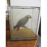 An early 20th century taxidermy of a parrot in a glazed case, 16"h x 13"w