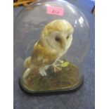 An early 20th century taxidermy barn owl under glass dome