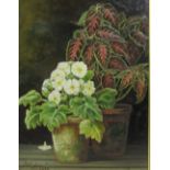 KATE ANNIE HALL (Exh. 1882-1886)Primroses & Coleussigned and dated 'Kate Annie Hall, Nov 1882' (