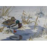 ‡PHILIP RICKMAN (1891-1982)Mallard by a frozen riversigned and dated 'Philip Rickman 1966' (lower