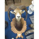 A Mouflon shoulder mount on carved oak shield