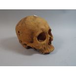 A Plaster Model of a Human Skull,