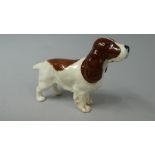 A Beswick Study of a Standing Spaniel,