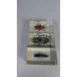 A Set of Three Large Insects in Perspex Blocks, Each 7.