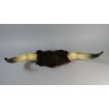 A Pair of Mounted Cow Horns,