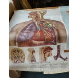 A Vintage American Anatomical Teaching Aid, The Respiratory System, 1945