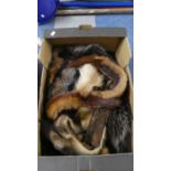 A Box of Fur Stoles