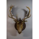 A Wall Hanging Stag's Head Trophy