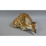 A Ceramic Study of a Recumbent Giraffe