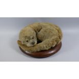 A 19th Century Taxidermy Study of a Otter Supported on a Turned Wooden Base. 38cms Diameter.