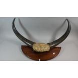 A Pair of Wall Hanging Cattle Horns, 73cm Wide