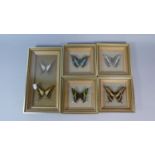 A Collection of Five Gilt Wall Hanging Cases Containing Exotic Butterflies