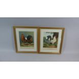 A Pair of Framed Poultry Prints