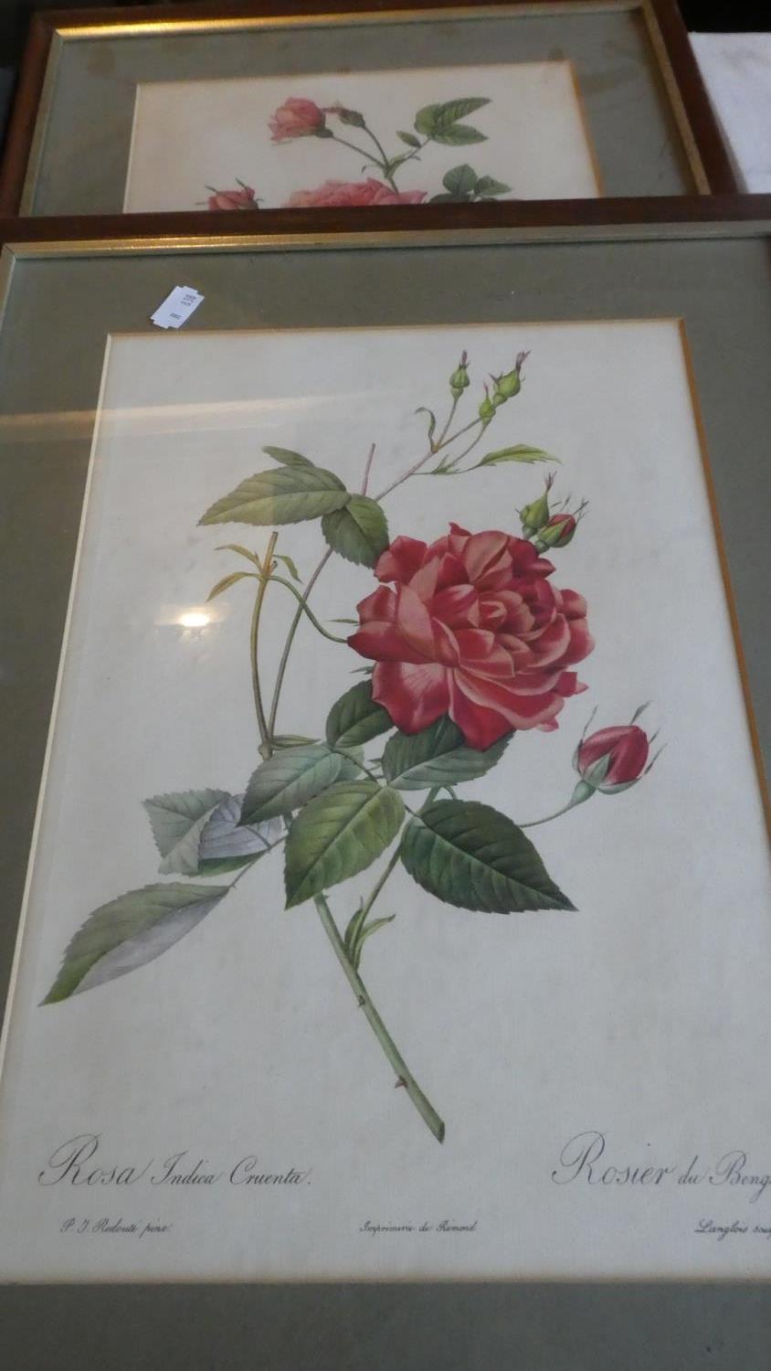 A Pair of Botanic Prints of Roses