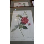 A Pair of Botanic Prints of Roses