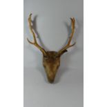 A Taxidermy Trophy Stag's Head