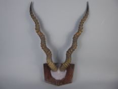 A Pair of Antique Indian Black Buck Horns on a wooden plaque, the horns measuring approx 57 cms to