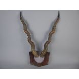 A Pair of Antique Indian Black Buck Horns on a wooden plaque, the horns measuring approx 57 cms to
