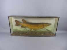 An Antique Taxidermy Pike.