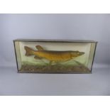 An Antique Taxidermy Pike.