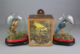 Two Victorian Taxidermy Kingfishers.