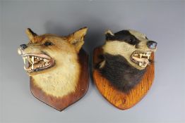 A Taxidermy Badger and Fox