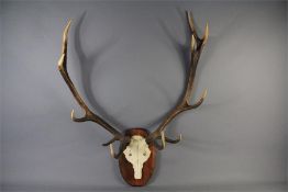 A Pair of Stag Antlers