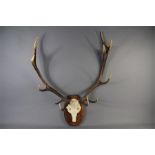 A Pair of Stag Antlers
