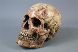 A Composite Cast Resin Human Skull