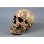 A Composite Cast Resin Human Skull