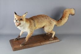 A Taxidermy Fox