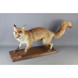 A Taxidermy Fox