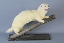 A Taxidermy White Polecat