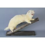 A Taxidermy White Polecat