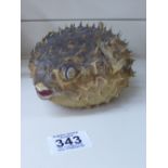 PRESERVED PUFFER FISH