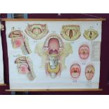 EARLY ADAM ROUILY + CO MEDICAL POSTER 81w x 120h
