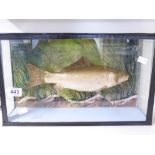 CASED MODEL DISPLAY FISH 27 X 45 X 13 CMS