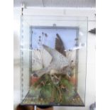 TAXIDERMY CASED PEREGRINE FALCON 55 X 43 X 21 CMS